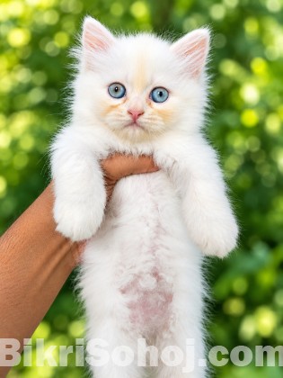 Parsiyan Cat